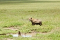 Spotted Hyaena